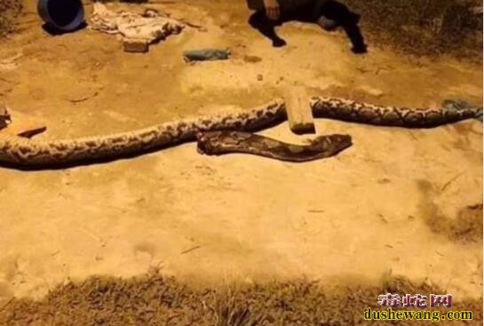    导读：蟒蛇是可怕的动物，一般的蟒蛇都是巨大的，是世界上最大的蛇类，当然也有小蟒蛇，如球蟒，纯属玩具型的。不过大蟒蛇，巨蟒岁人就有威胁了，即使是成年人也容易被缠住。近日马来西亚女子被百斤大蟒蛇缠身，年幼儿子斩蛇救母！我们来看看。    据Buzz世界网站11月7日报道，马来西亚吉打州一名少年与100斤蟒蛇搏斗，救下母亲获奖。    这名少年名叫穆罕默德·拉苏尔(Muhammad Rasul)，现年16岁。今年5月，他正在屋外与2个弟弟——15岁的穆罕默德·阿齐兹(Mohd Aziz)和穆罕默德·沙菲扎尔·伊斯梅尔(Mohd Shafizal Ismail) 在屋外玩耍。    深夜11点左右，拉苏尔听到了47岁母亲哈利帕·奥斯曼(Halipah Othman)的尖叫声。于是，他们三兄弟赶快跑向厨房看发生了什么。他们发现哈利帕被一条蟒蛇从头到尾缠住。    拉苏尔和伊斯梅尔试图把哈利帕解救出来，而阿齐兹跑去邻居那里寻求帮助。30分钟后，在其他村民的帮助下，拉苏尔将蛇砍成两半，成功解救了哈利帕。哈利帕仅受轻伤。    尽管这件事发生在5个月前，拉苏尔仍然无法忘记。他希望这是他第一次也是最后一次遇到这种情况。    11月5日，在吉打州福利部门举办的颁奖典礼上，拉苏尔说：“虽然我的能力有限，但为了我的母亲，我也会把所有的恐惧放在一边，不让她被那条巨蟒勒死。”