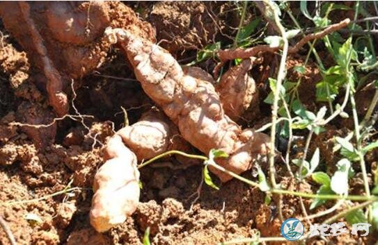 何首乌种植、何首乌种植一亩的利润有多少?
