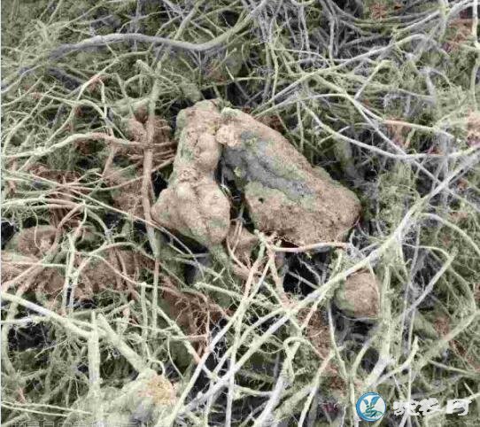 何首乌种植、何首乌种植一亩的利润有多少?