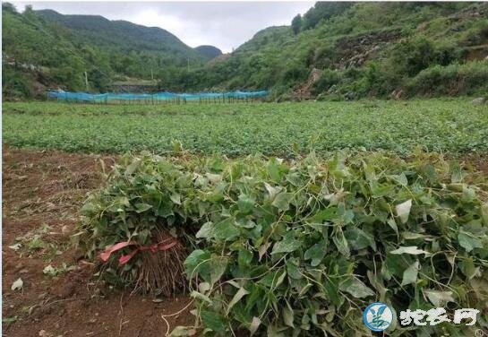 何首乌种植、何首乌高产栽培需要注意哪些问题?