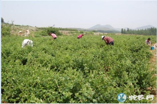 金银花怎么种植、金银花科学种植与管理技术