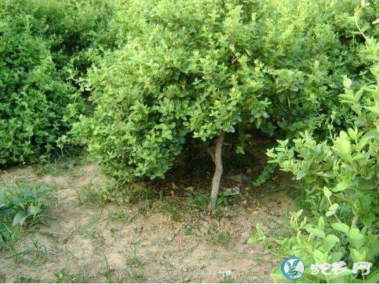 金银花怎么种植、金银花种植巧施磷肥保高产!
