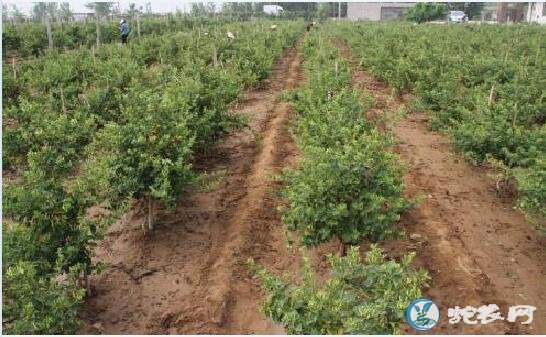 金银花怎么种植、金银花种植巧施磷肥保高产!