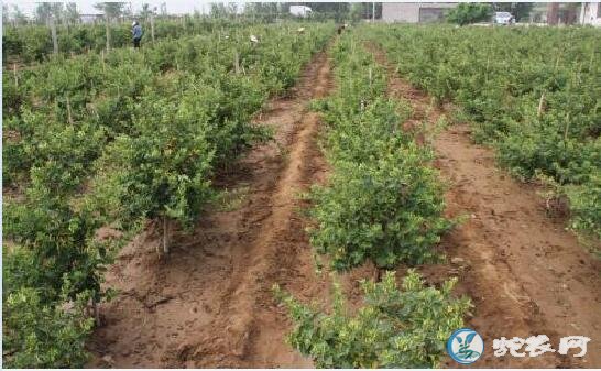 金银花怎么种植、金银花种植巧施磷肥保高产！