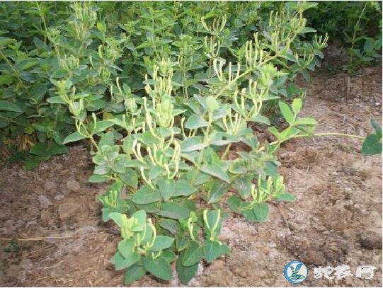 金银花怎么种植、金银花种植巧施磷肥保高产!