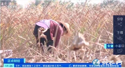 南方多地干旱持续！江西墨山乡多蔬菜种植采用滴灌技术！