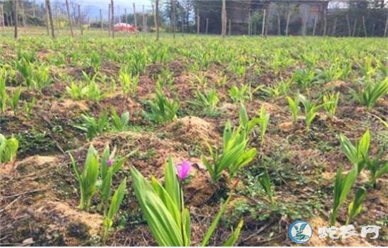 白芨种植加盟、白芨种植加盟是真的吗?
