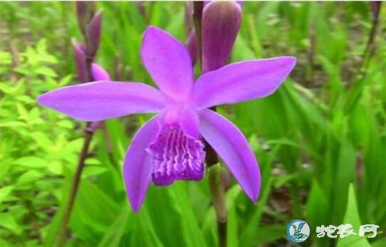 白芨种植加盟、白芨种植加盟是真的吗?