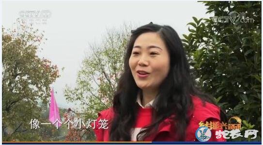 四川初冬柿子红!柿子经济照亮农民致富路!