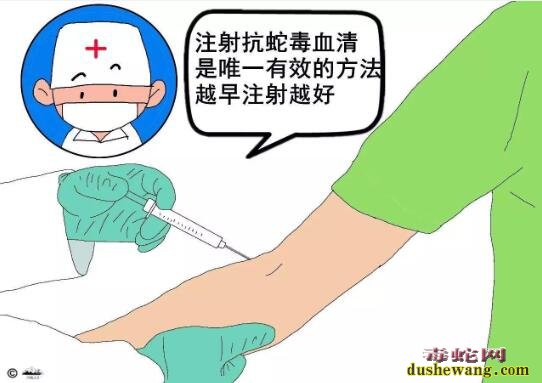 在户外被毒蛇咬了怎么办?野外被蛇咬伤科学的处理方法!