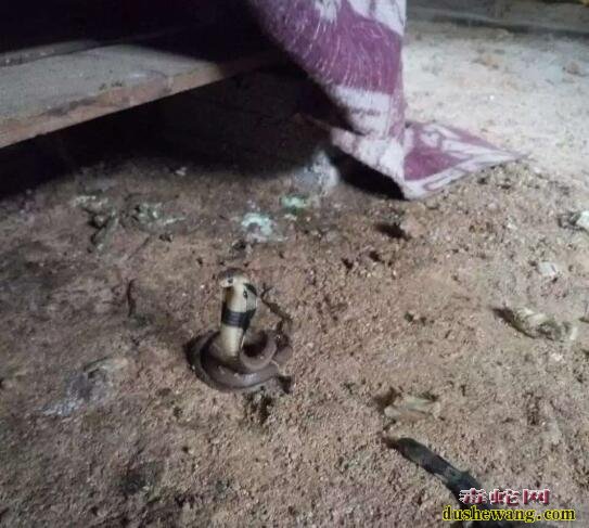 室内蛇房怎么消毒?养蛇场消毒用什么药?