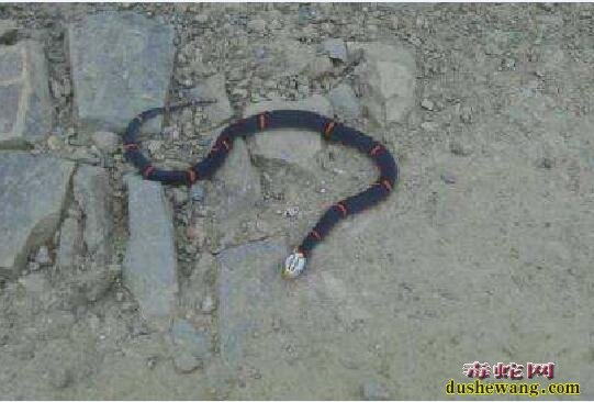 蝰蛇图片大全、蝰蛇长什么样子的?