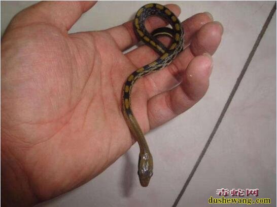 黑眉蛇图片，来看看被俗称“家蛇”的黑眉锦蛇是什么样子？