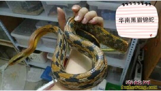 黑眉蛇图片，来看看被俗称“家蛇”的黑眉锦蛇是什么样子？