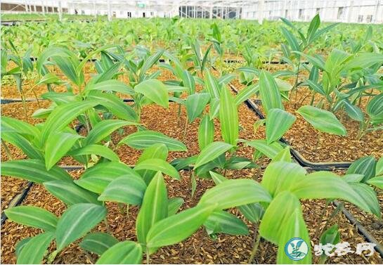 黄精种植:黄精种植效益怎么样