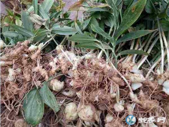 黄精种植:黄精种植效益怎么样