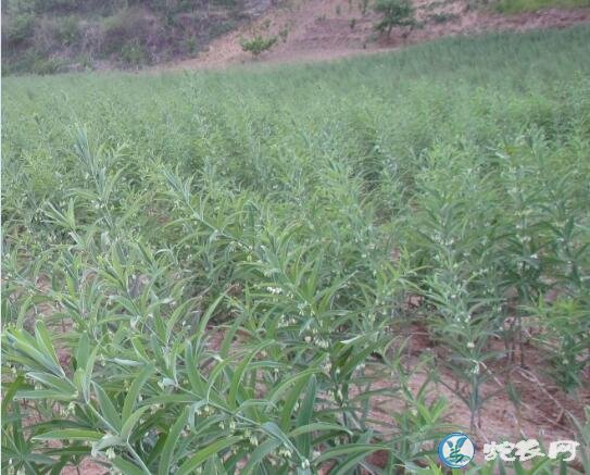 黄精种植:黄精种植效益怎么样