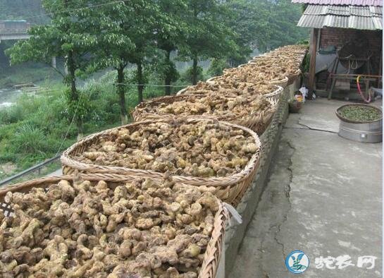 黄精种植:黄精种植技术要点及病虫害防治!