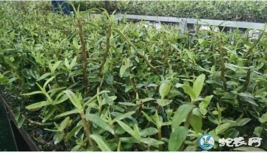 铁皮石斛好种吗?铁皮石斛种植流程及管理方法