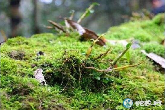 铁皮石斛好种吗?铁皮石斛种植流程及管理方法
