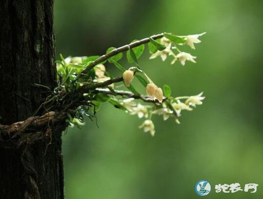 铁皮石斛好种吗?铁皮石斛种植流程及管理方法