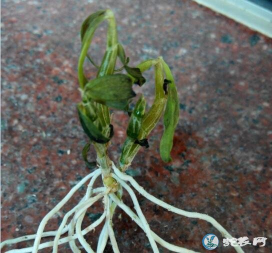 铁皮石斛好种吗?铁皮石斛黑腐病防治方法!