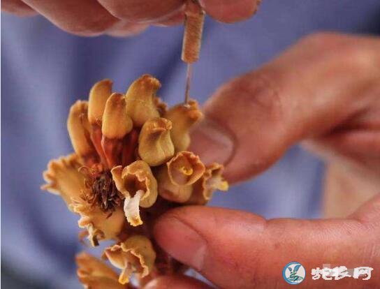 天麻怎么种植、天麻人工授粉需要注意五个问题!