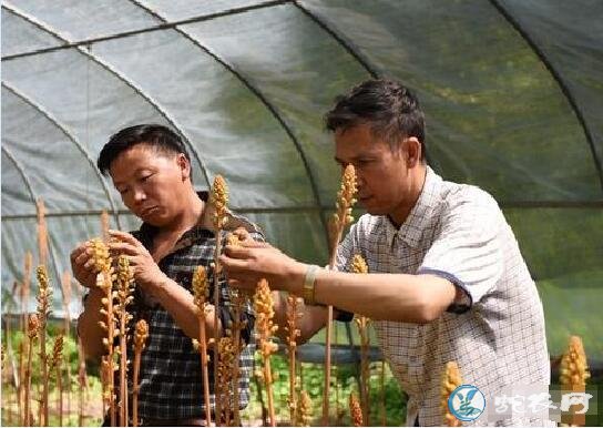 天麻怎么种植、天麻人工授粉需要注意五个问题!