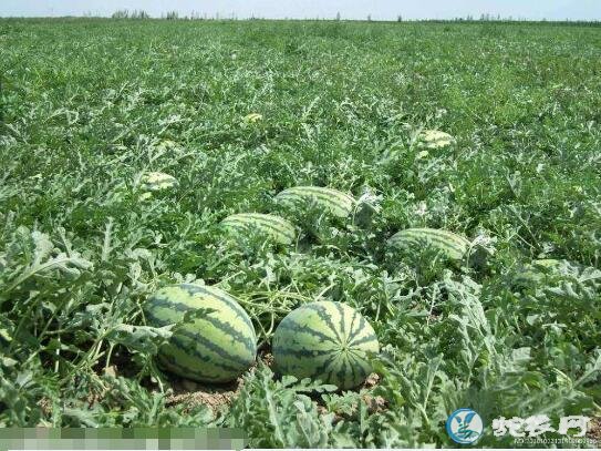 西瓜种植、西瓜种植对环境条件的要求有哪些？