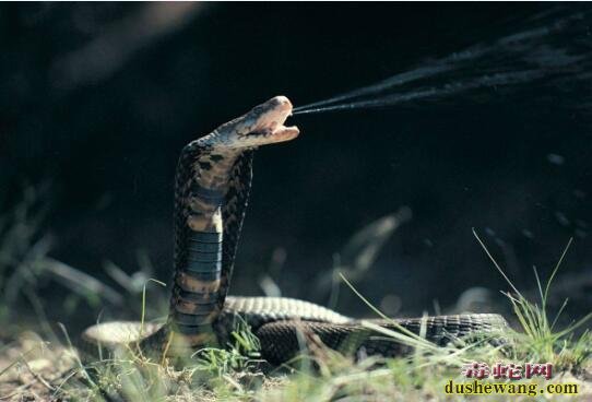温州男子路上捡“死眼镜蛇”回家吃，剪蛇头遭喷毒入眼险失明！