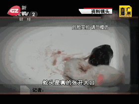 温州男子路上捡“死眼镜蛇”回家吃,剪蛇头遭喷毒入眼险失明!