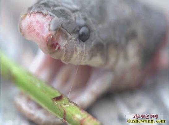 温州男子路上捡“死眼镜蛇”回家吃，剪蛇头遭喷毒入眼险失明！