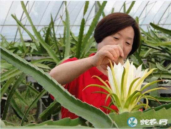 火龙果种植技术、火龙果只开花不结果怎么办?