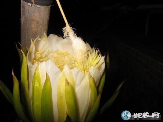 火龙果种植技术、火龙果只开花不结果怎么办?