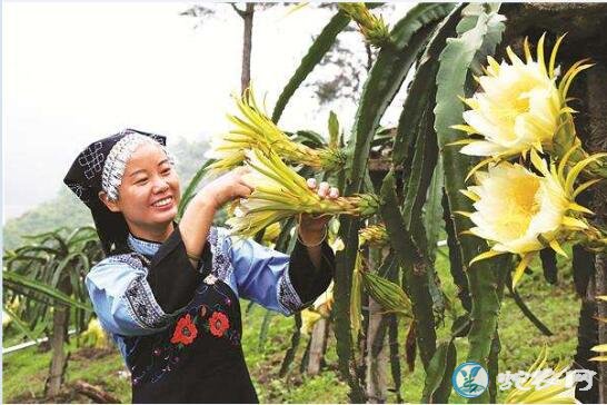 火龙果种植技术、火龙果只开花不结果怎么办？