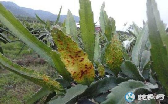 火龙果种植技术、火龙果的炭疽病防治方法?