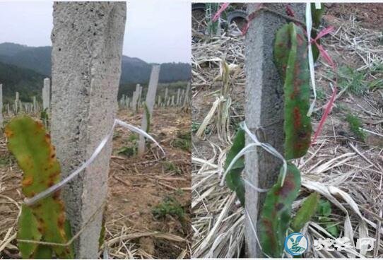 火龙果种植技术、火龙果的炭疽病防治方法?