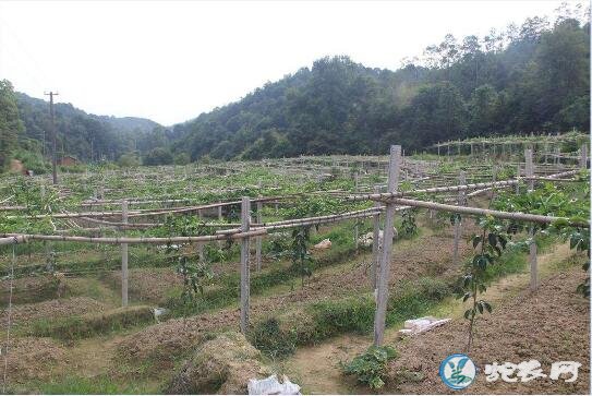 百香果怎么种？百香果的种植技术分享！