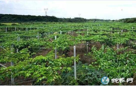 百香果怎么种？百香果的种植技术分享！