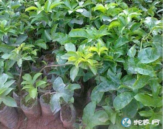 百香果怎么种?百香果裸根苗育苗技术!