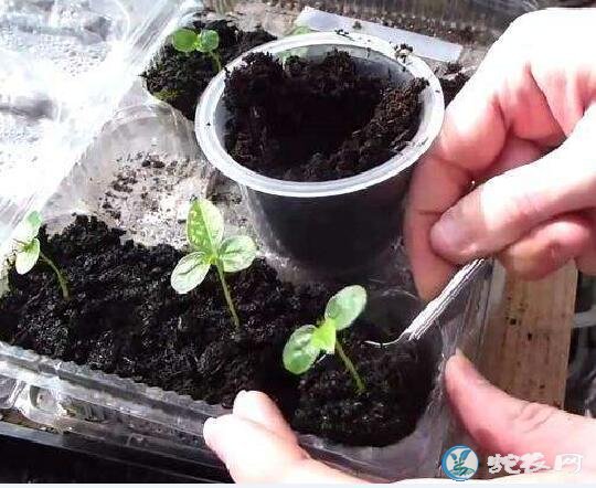 百香果怎么种?百香果裸根苗育苗技术!