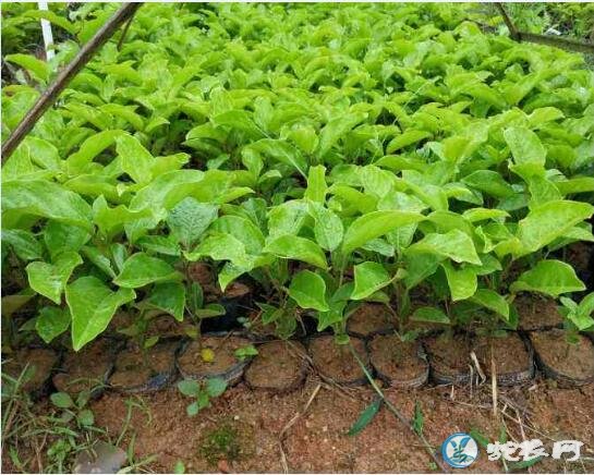 百香果怎么种?百香果裸根苗育苗技术!
