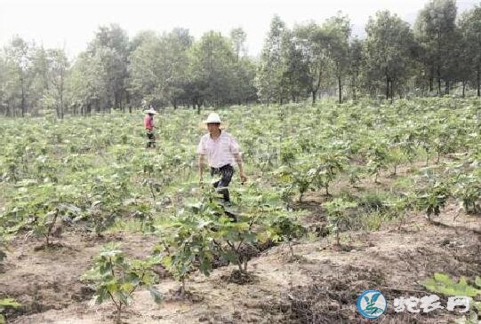 无花果种植、新建无花果园整地技术