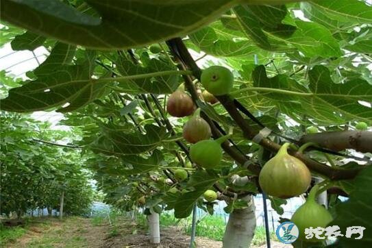 无花果种植、新建无花果园整地技术