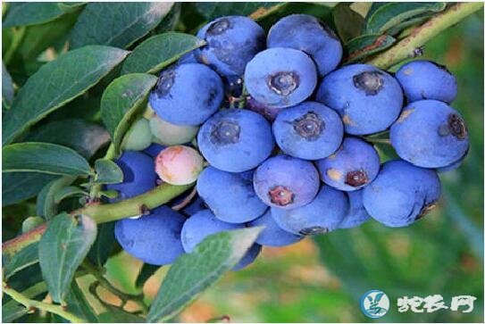 蓝莓树一般几年结果？蓝莓早结果需要管理跟上！