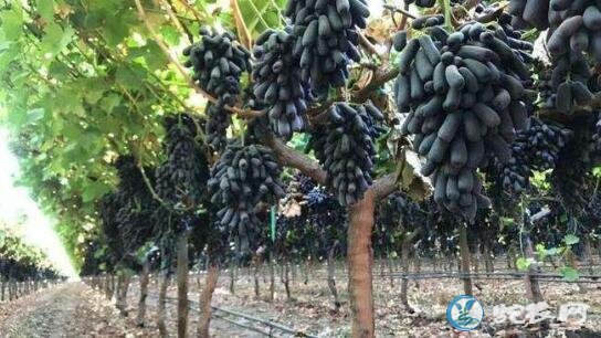 新品种葡萄苗、市场上比较受欢迎的葡萄新品种推荐!