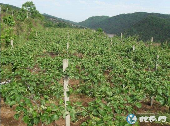 猕猴桃种植、山地栽培猕猴桃日常管理要点及注意事项!