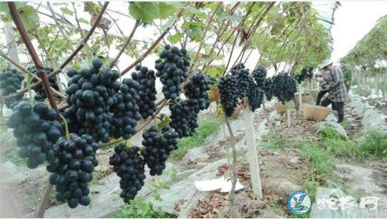 新品种葡萄苗、市场上比较受欢迎的葡萄新品种推荐！