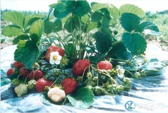 四季草莓种苗、适合四季栽培的草莓新品种有哪些?