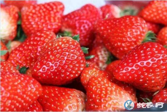 四季草莓种苗、适合四季栽培的草莓新品种有哪些？